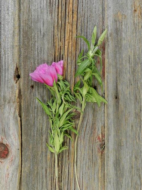  LAVENDER GODETIA